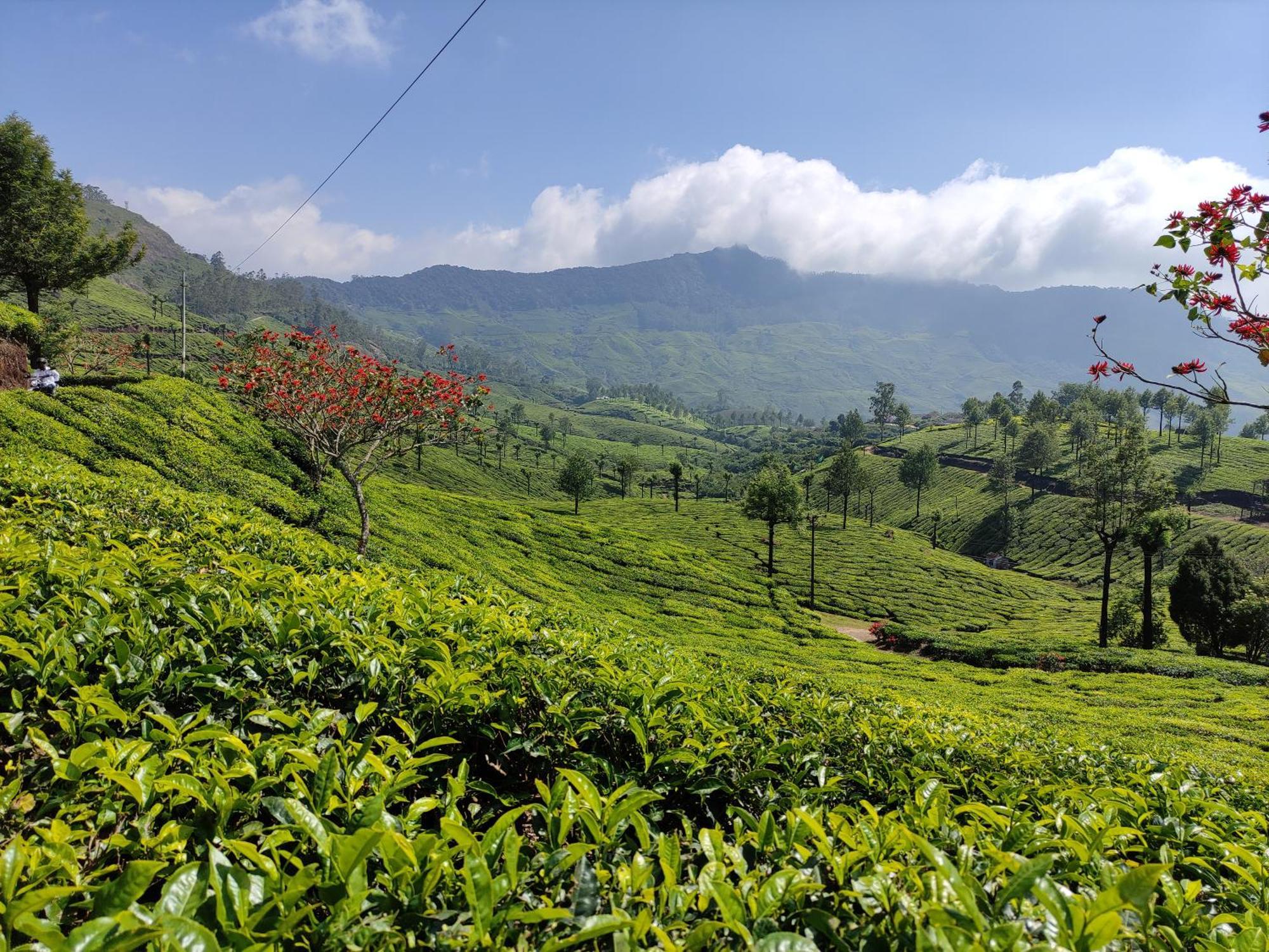 Munnar Village Homes Bagian luar foto