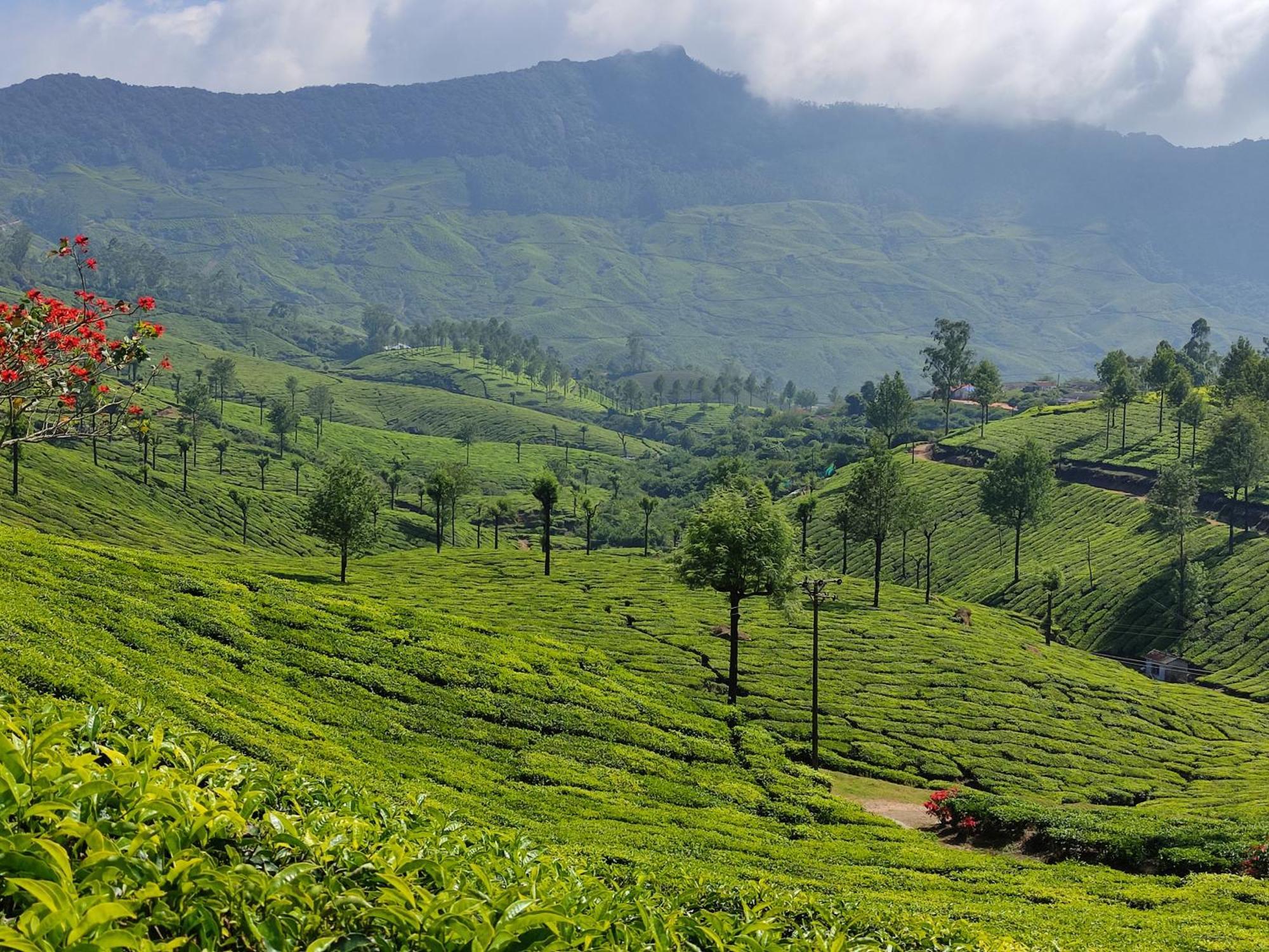 Munnar Village Homes Bagian luar foto